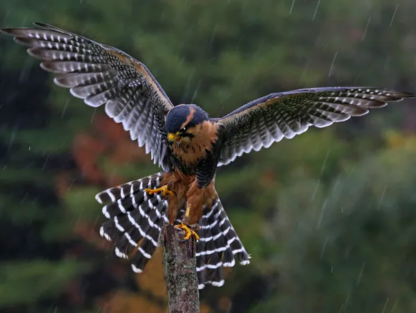 Aplomado Falcons - Urban Falconry