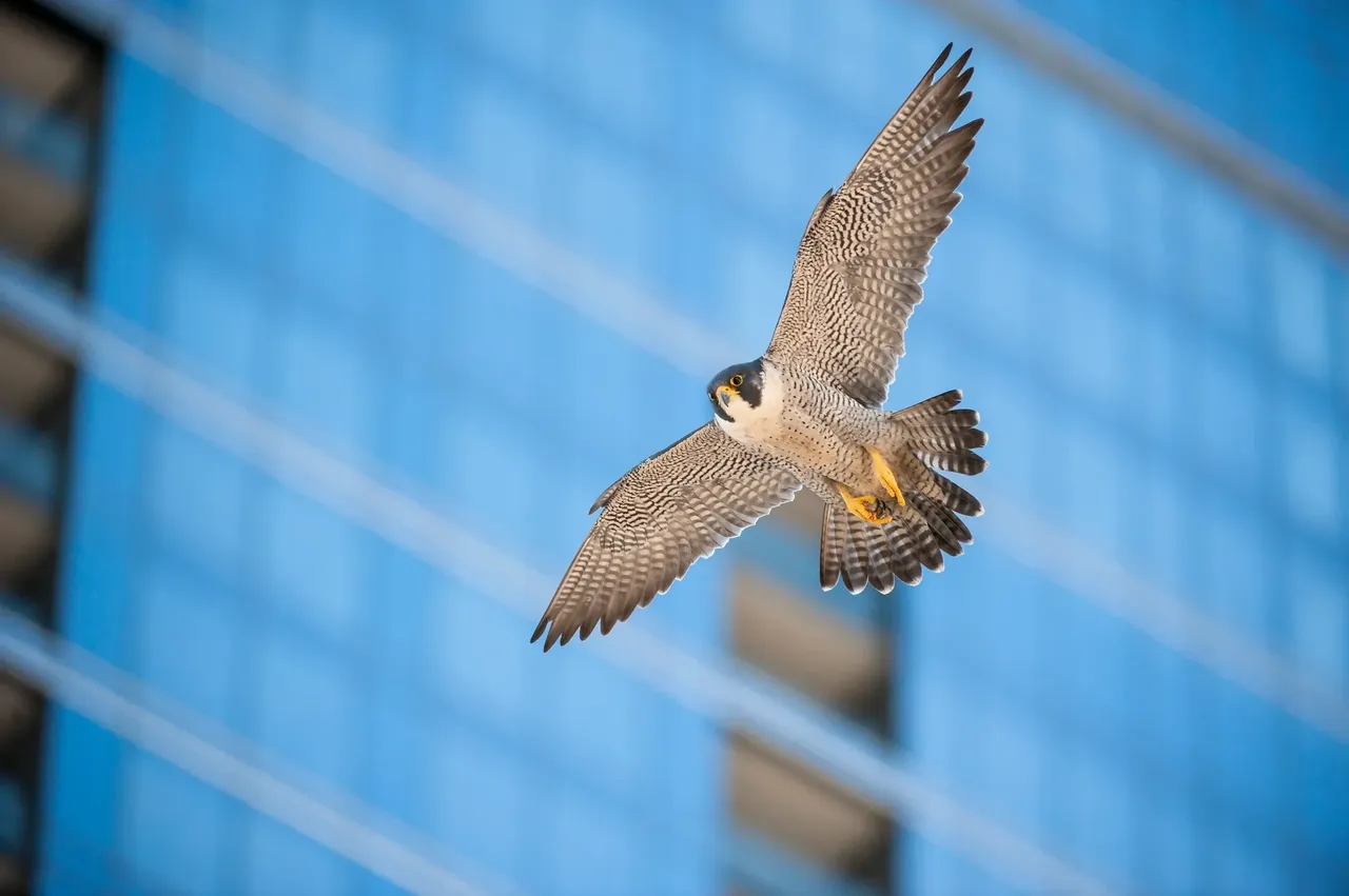 Banner - Urban Falconry