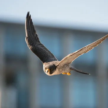 Customer Satisfaction Guaranteed - Urban Falconry