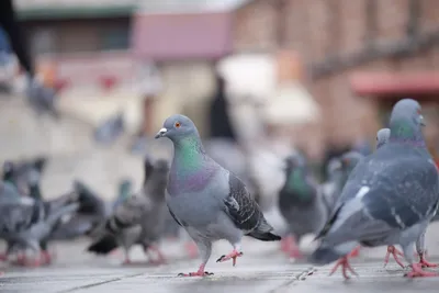 Eco-Friendly Bird Abatement - Urban Falconry