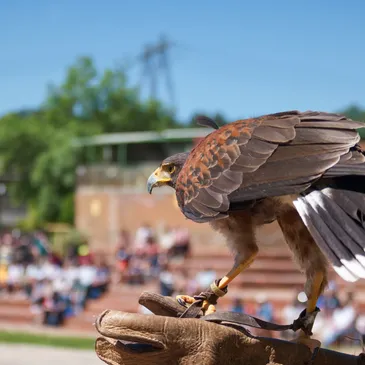 Long-Term Benefits - Urban Falconry