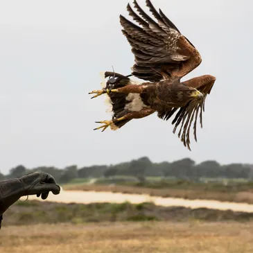 Our Approach - Urban Falconry