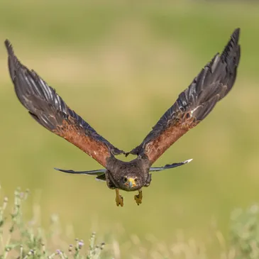 Our History - Urban Falconry