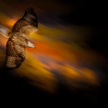 Our Mission - Urban Falconry