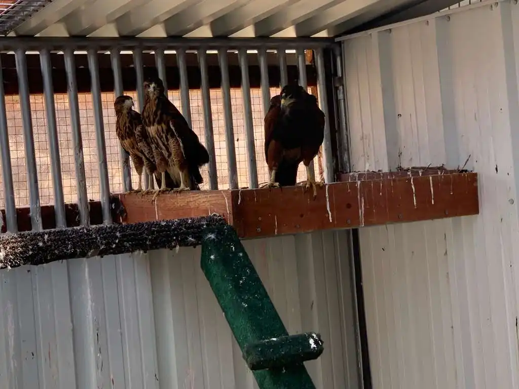 Peruvian Harris Hawks - Urban Falconry