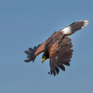 Raptors You Can Trust - Urban Falconry