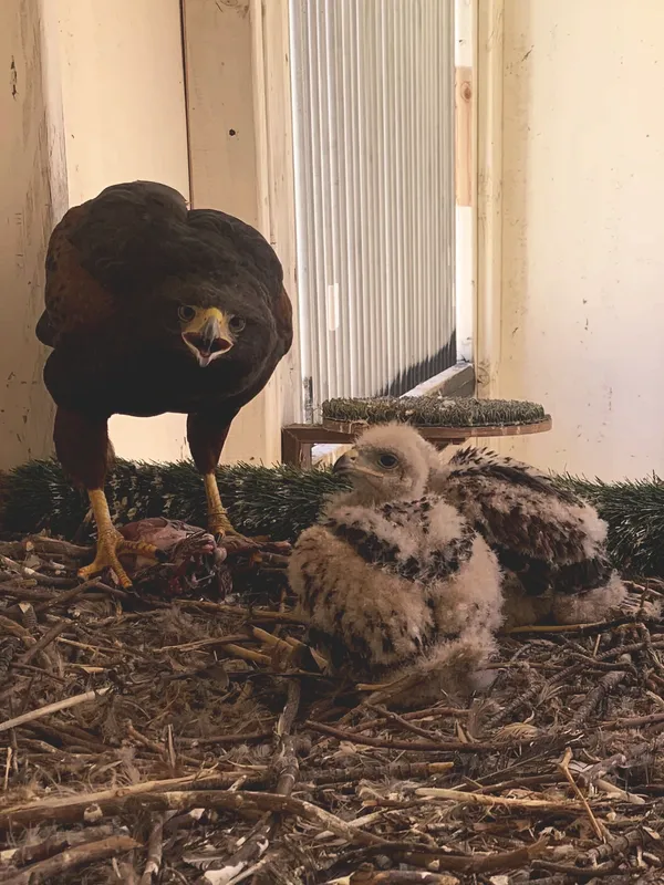 Sonora Harris Hawk Family - Urban Falconry