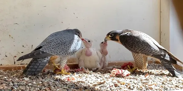The Anatums - Urban Falconry
